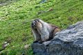 640px-Hoary Marmot in Glacier National Park.jpg