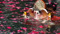 Visarjan.webp